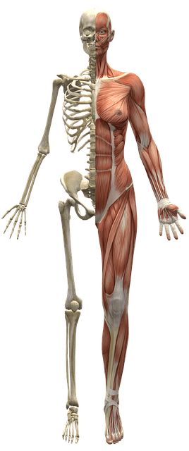 Kalcium i människoskelettet